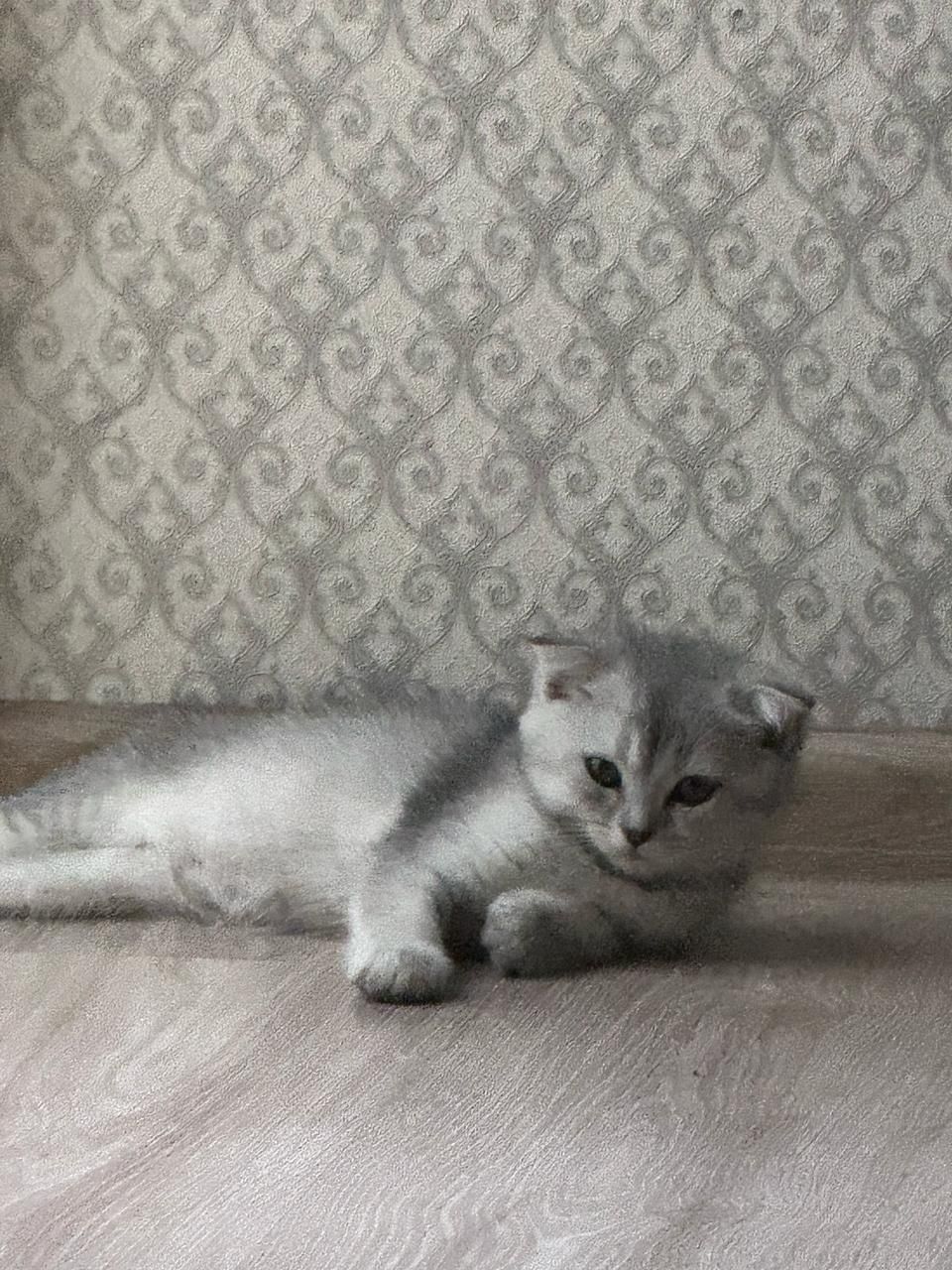 Котята серебристая шиншила