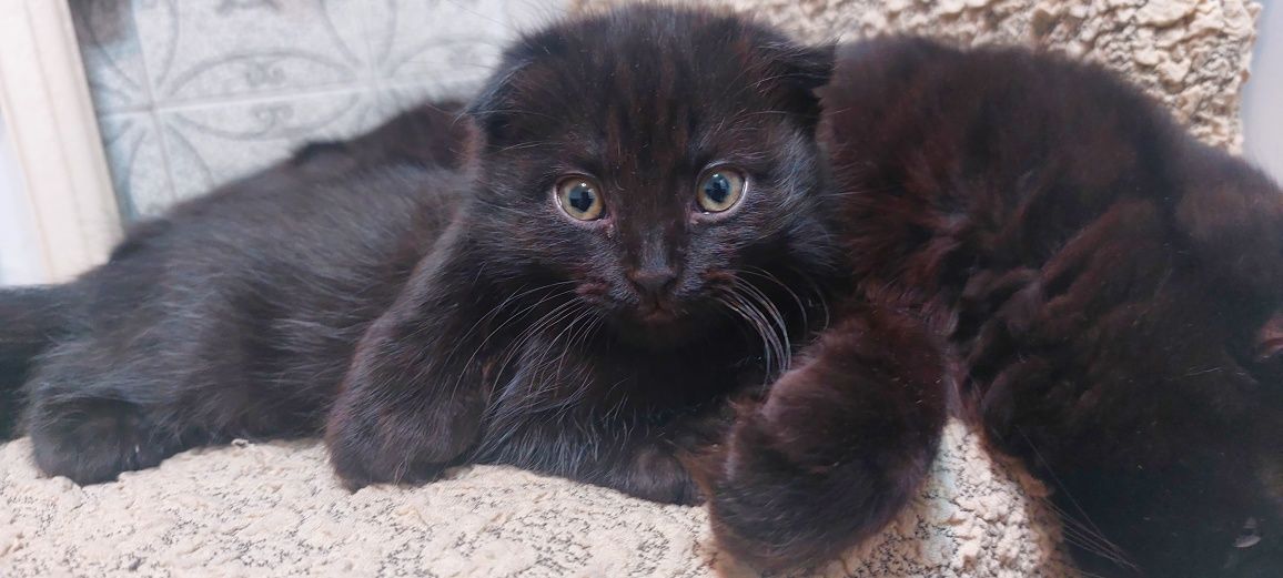 Котик  норвежская лесная и веслоухая