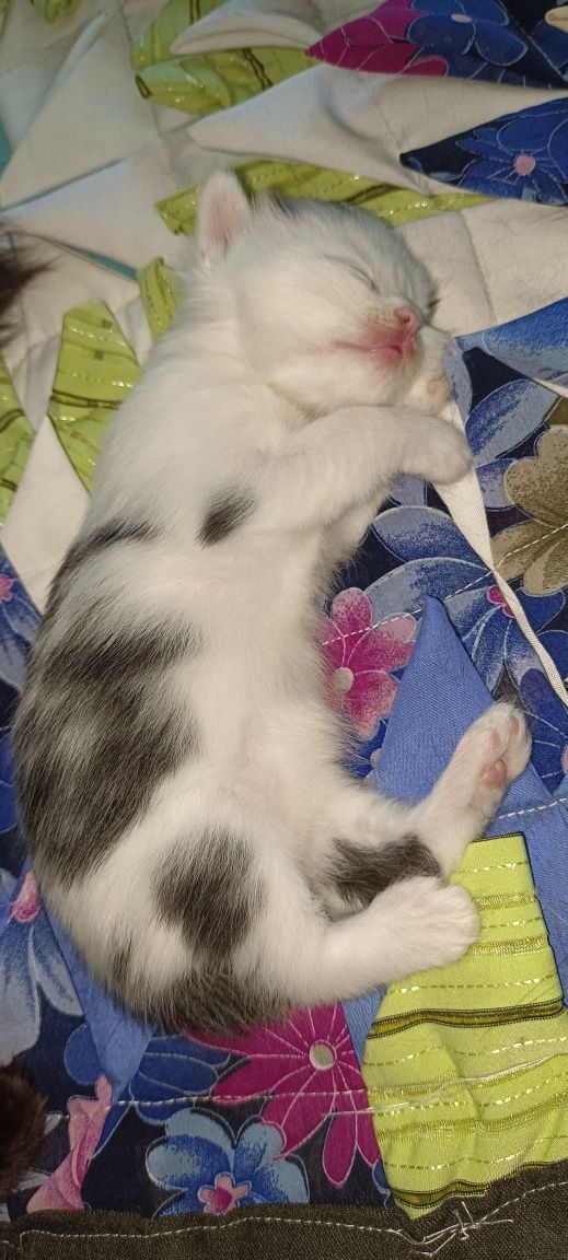 Отдам кошку и котят