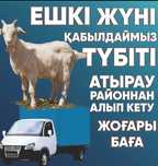 ешки жүні ешкі түбіті қабылдау жоғары баға сату