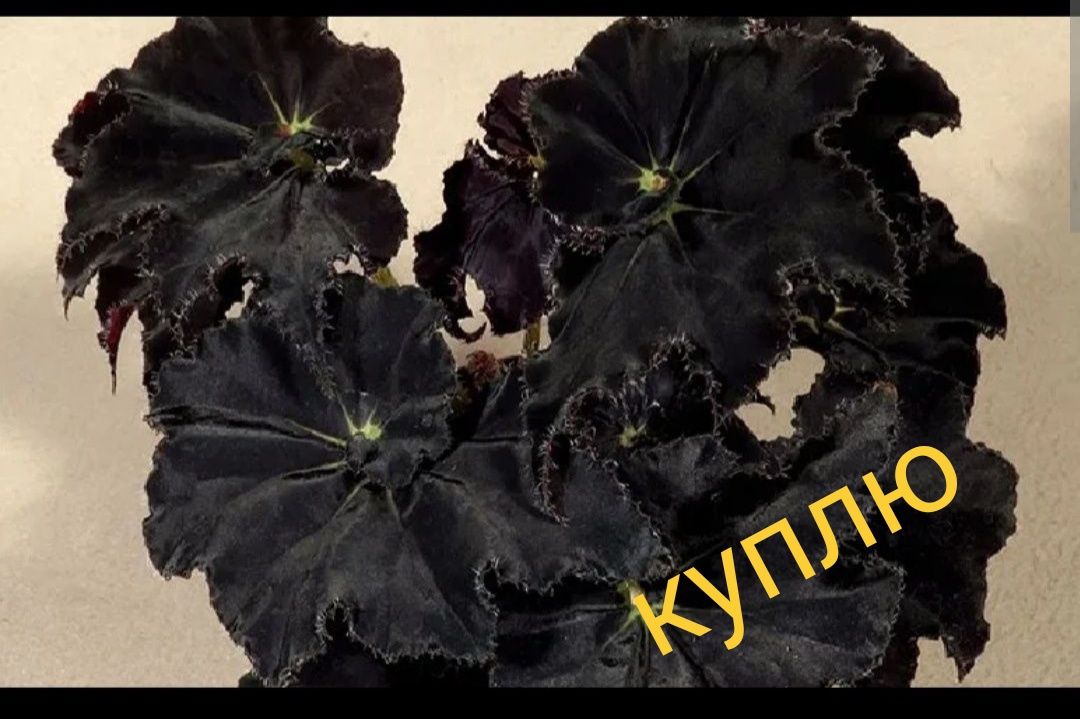 Беговая чёрная. Не дорого.