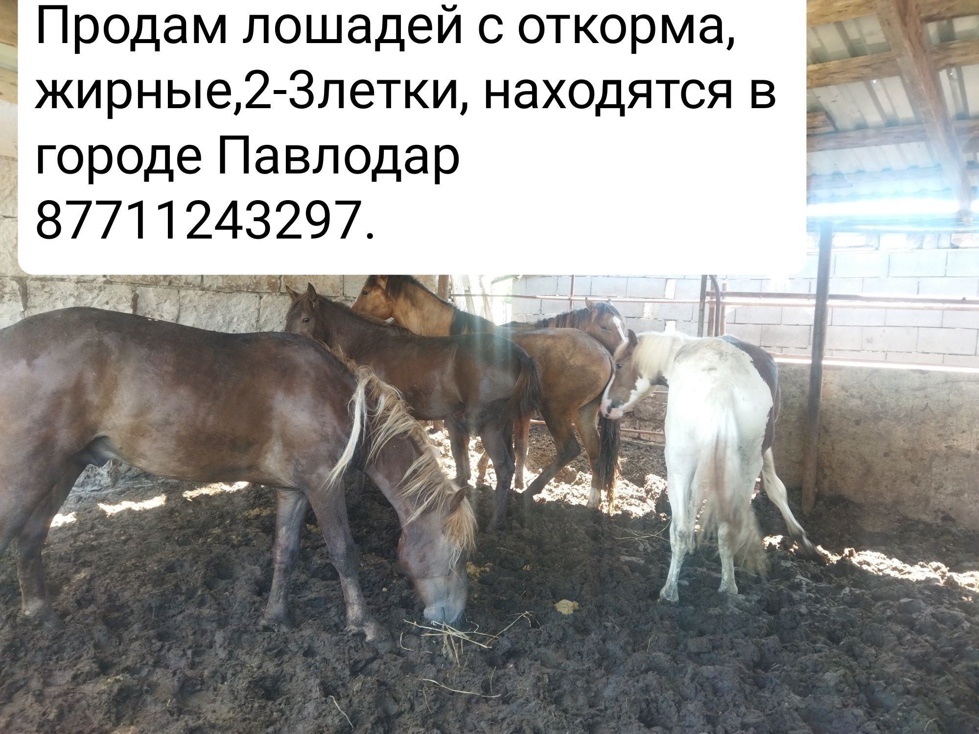 Продам лошадей с откорма