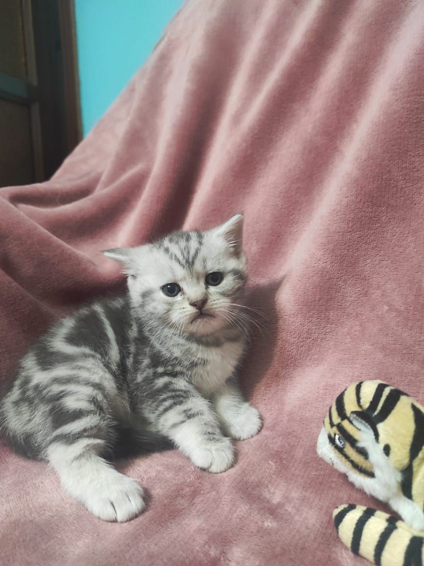 Шотландский вислоухий кот по имени Дизель ждёт раскошных дам на вязку