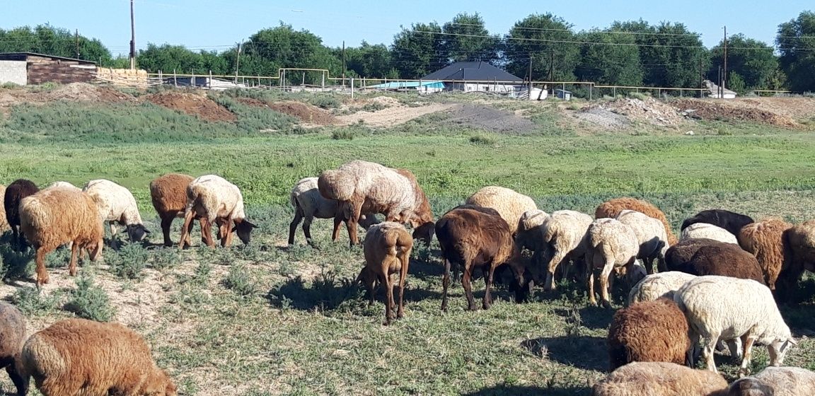 Кошкар Баран порода Гисар Еділбай