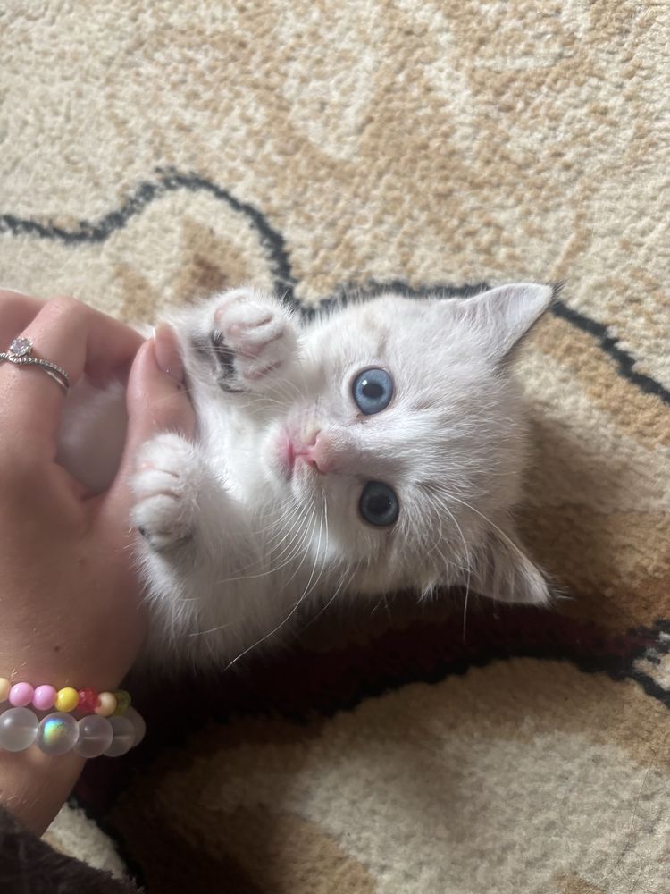 Отдам котенка девочку
