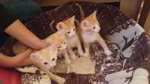 Котята четыри шт