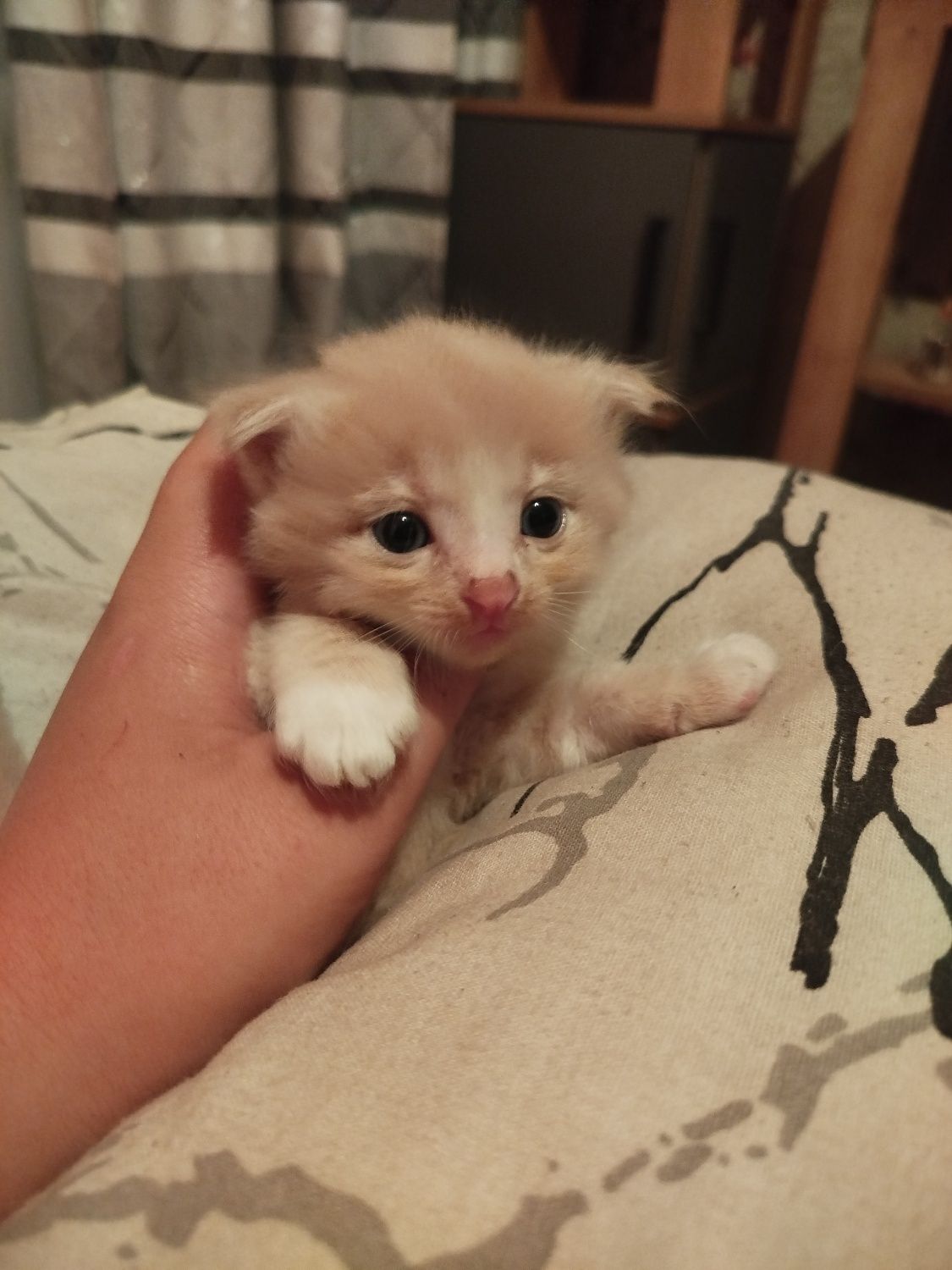Котята вислоухие