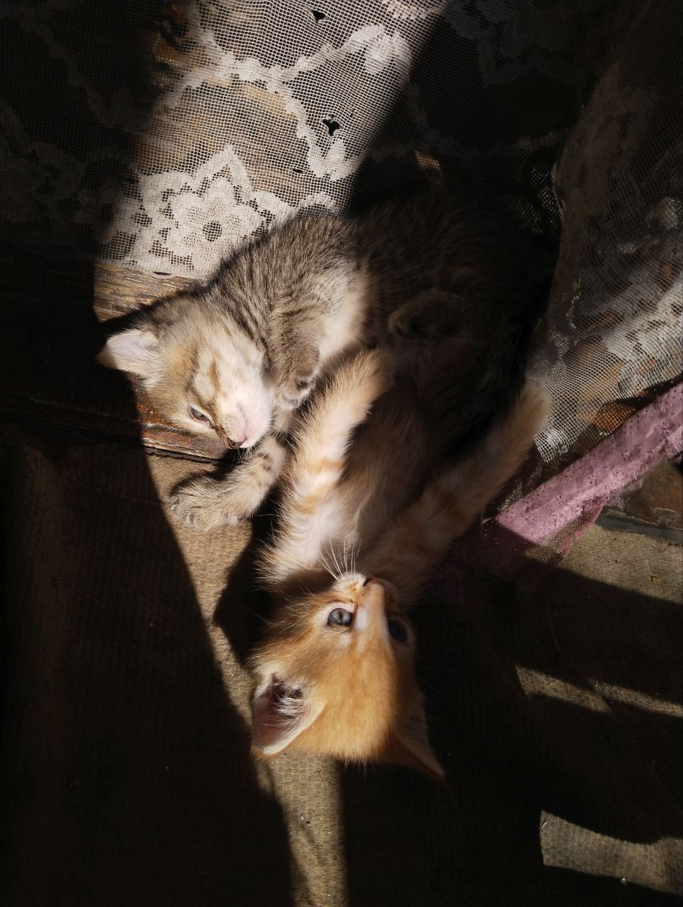 Бесплатные котята в добрые руки!!