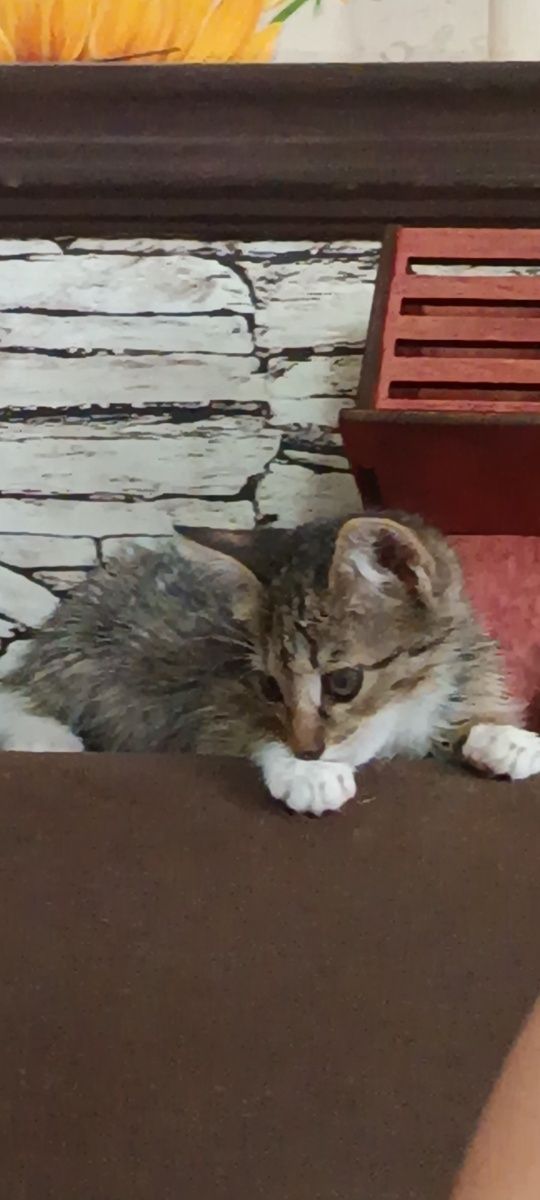 Отдам котеночка в очень добрые ручки
