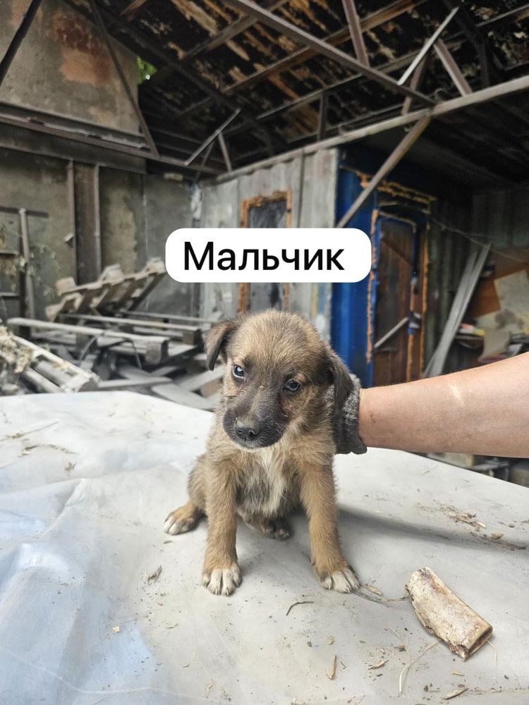 Щенки 3 мальчика и 3 девочки