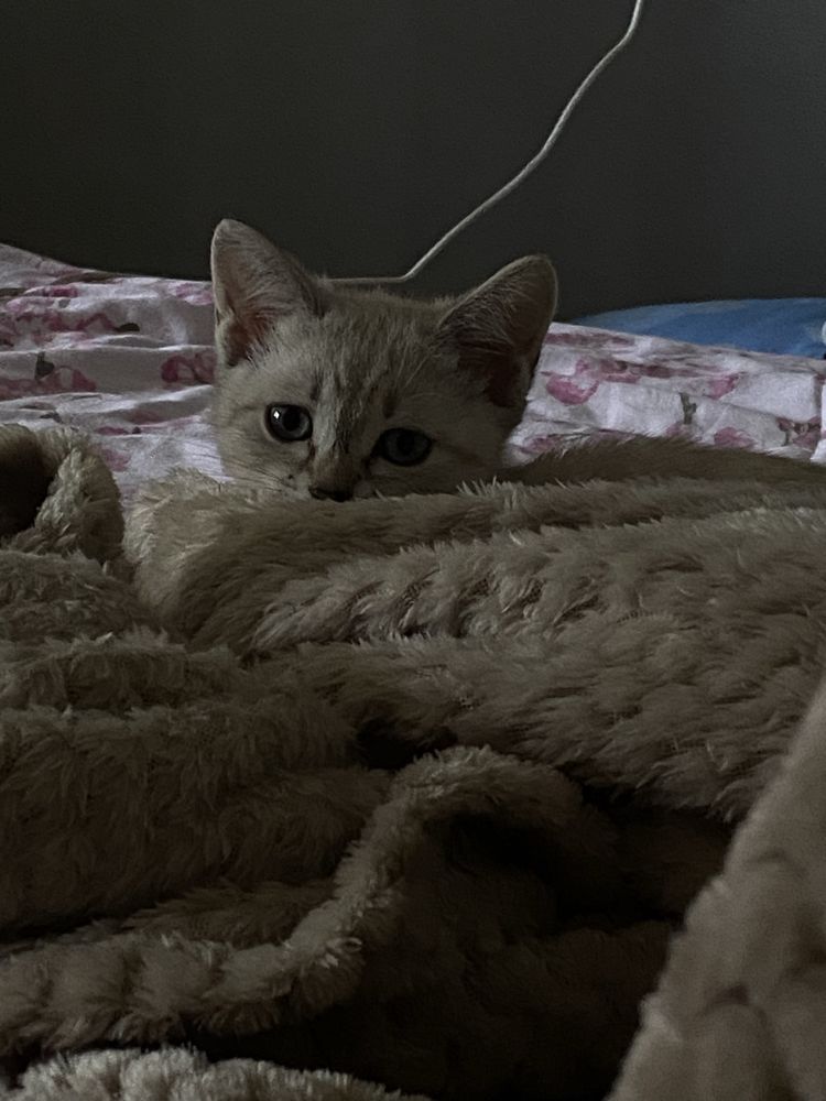 СРОЧНО отдам кошку в добрые руки.