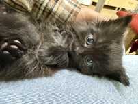 Черненькие котята