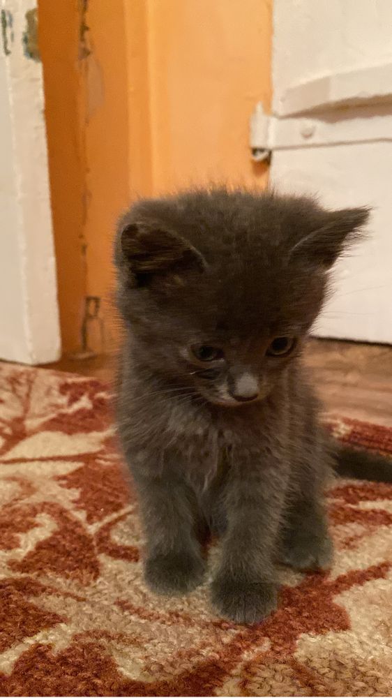 Отдам котят в добрые руки, три прекрасных девченок ищут дом)