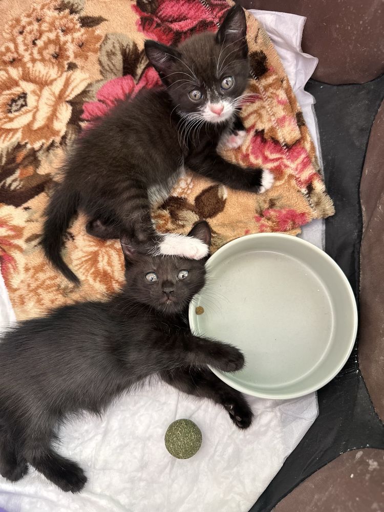 Котята ищут дом!