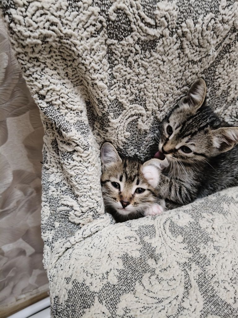 Отдам Котят в добрые руки.