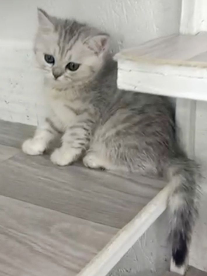 Шотландские котята