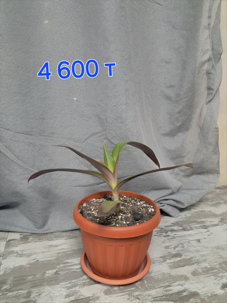 Продам комнатные растения
