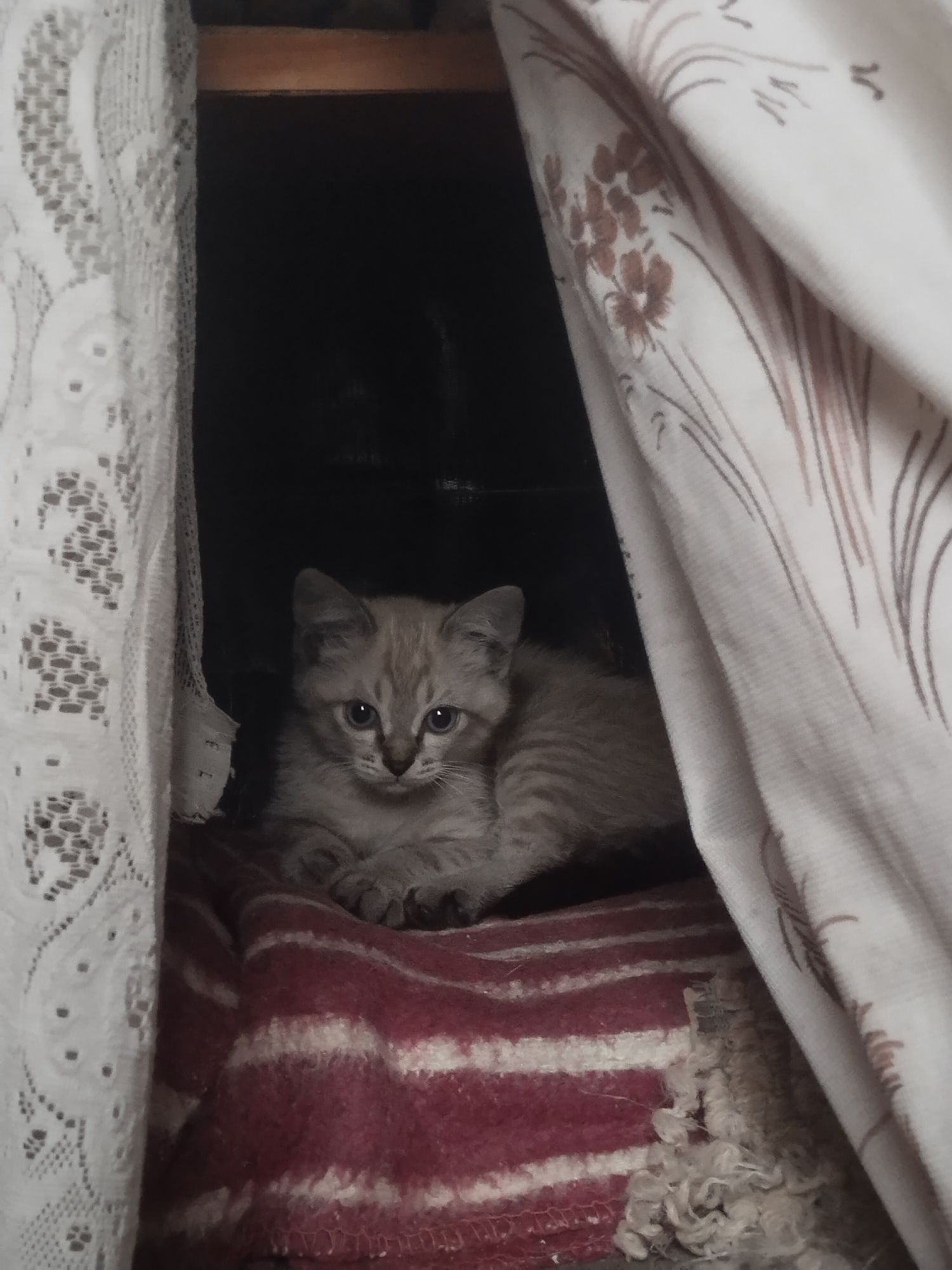 Котята ищут дом!!!