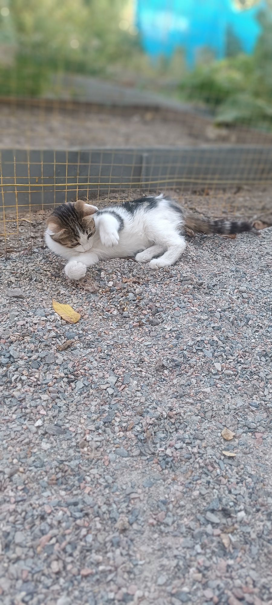 Котенок Мать Крысоловка