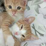 Котята от домашней кошки.