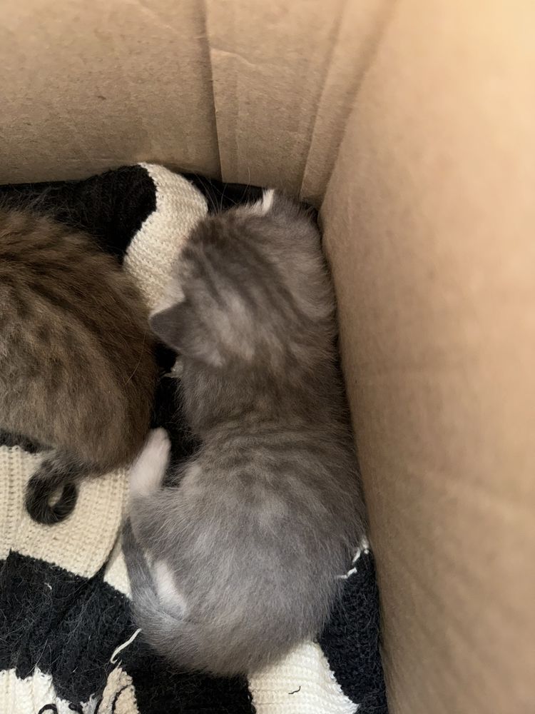 Отдаю котят ДАРОМ