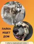 Лайка 1 год ищет дом