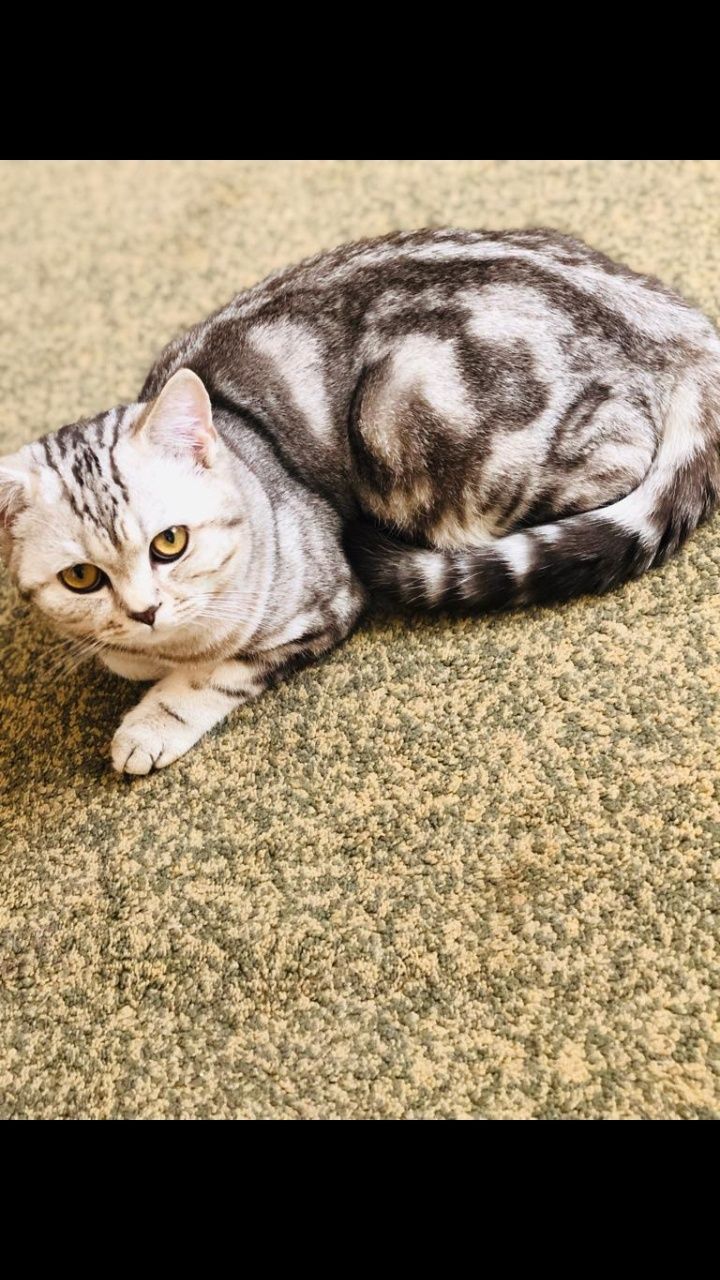 Молодой,опытный шотландский прямоухий кот (скоттиш страйт) для вязки