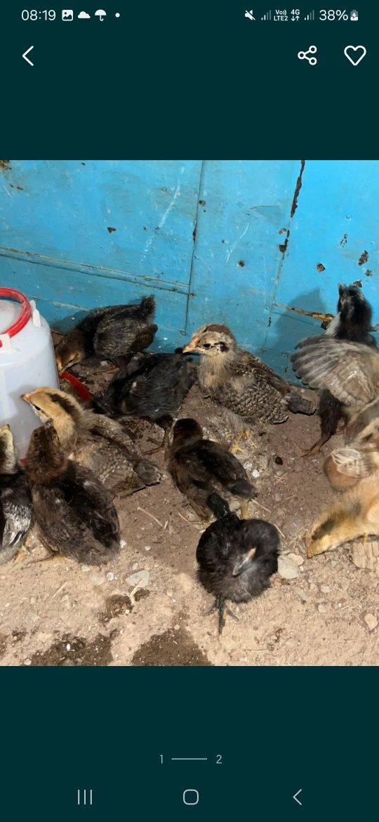 Продаётся куры цветные домашние