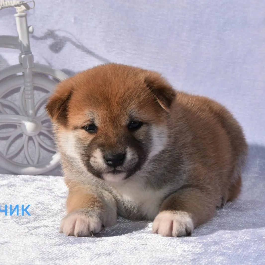 Сиба ину девочка и мальчик