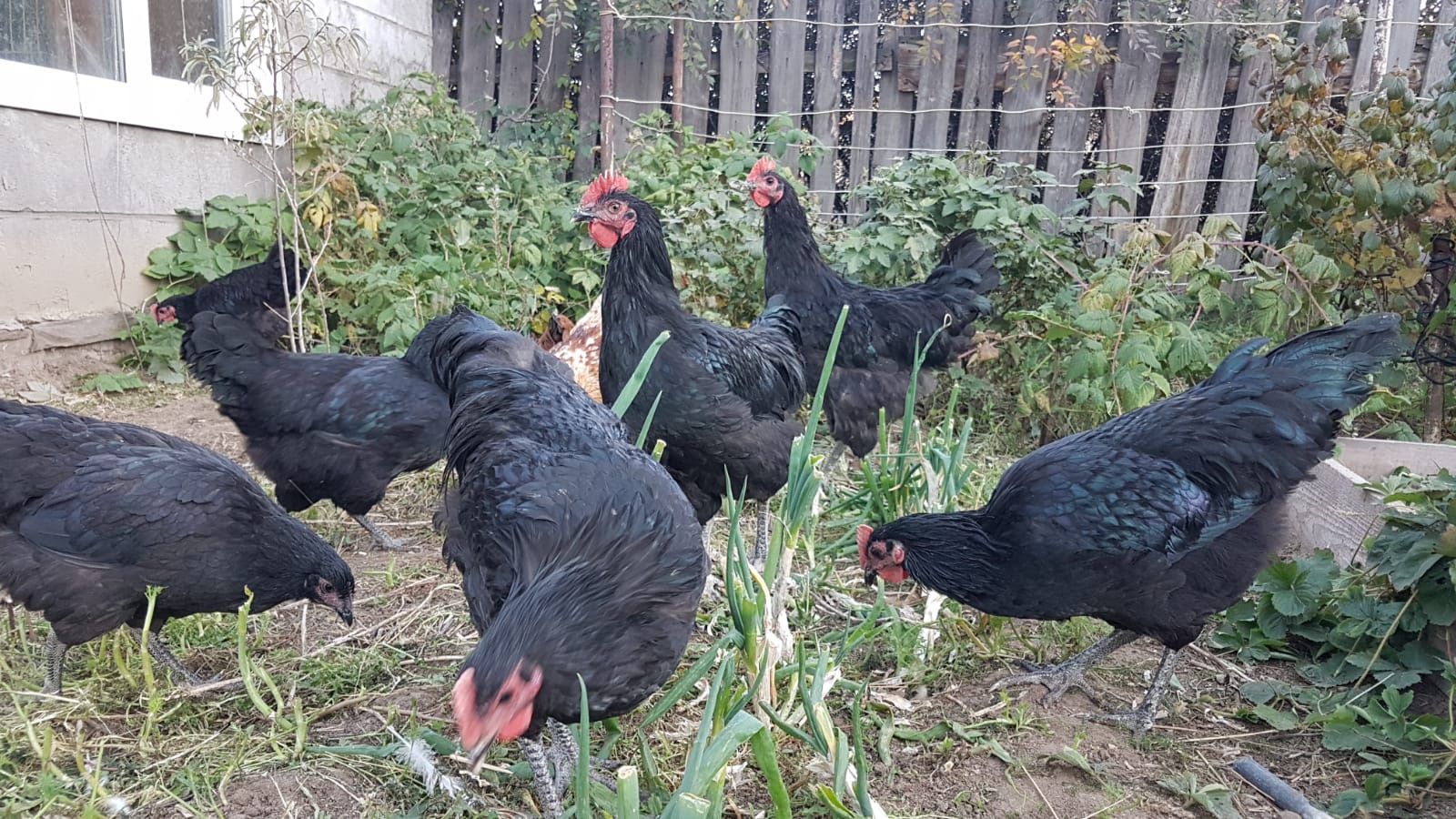 Продам чёрных петухов на племя