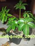 Продам комнатные растения есть и другие