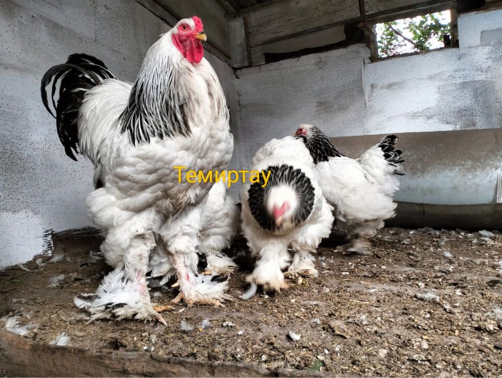 Петух на продажу. Брама Светлая Колумбийская.