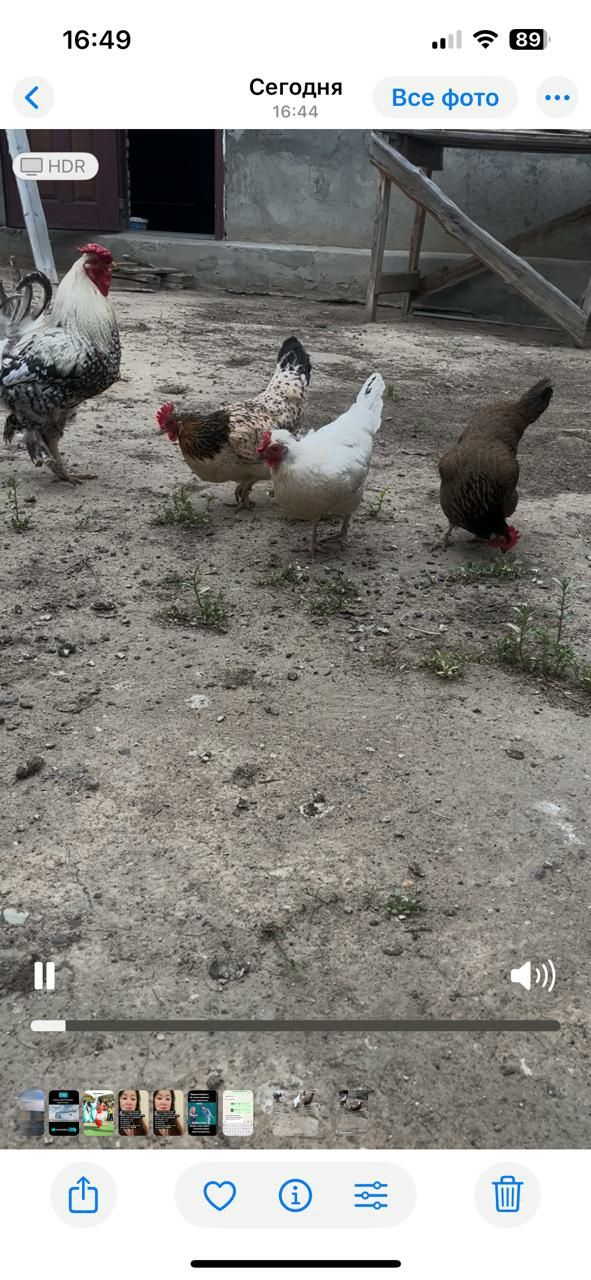 продам домашних кур