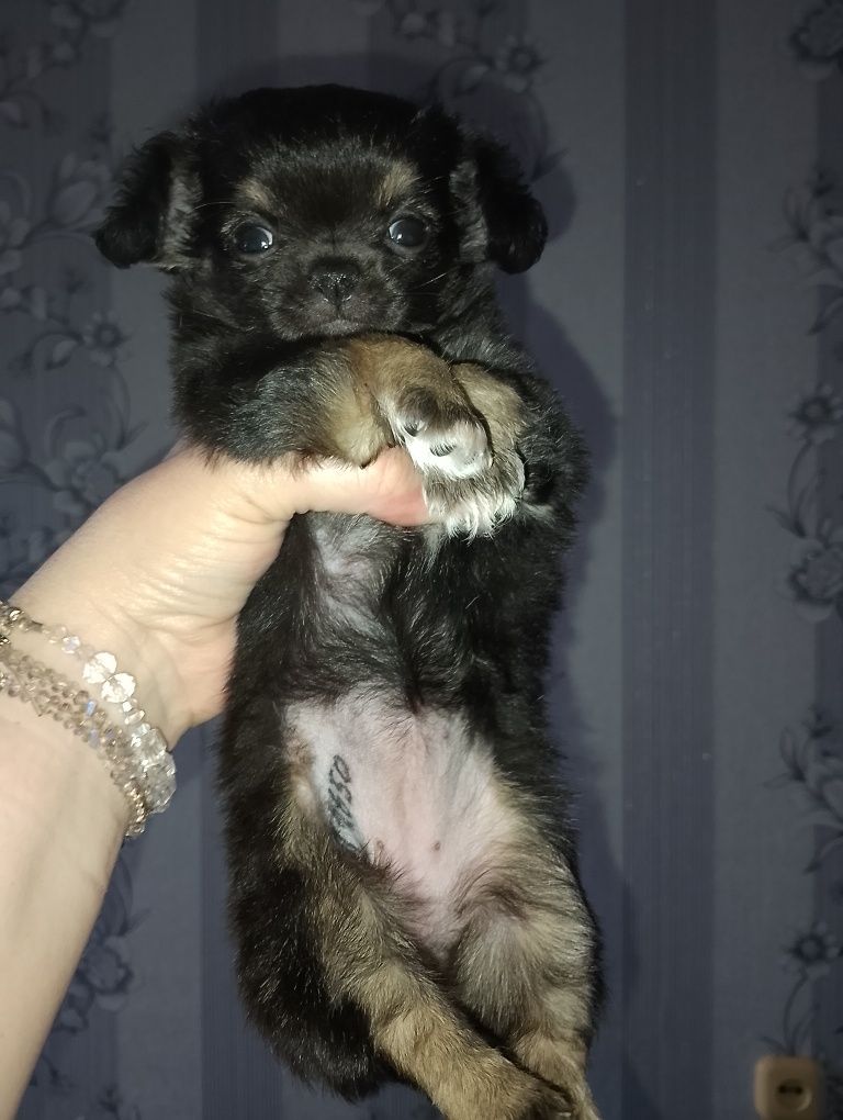 Продам щенков чихуахуа