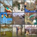Обрезка и опрыскивание плодовых деревьев в Атырау.
