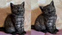 Черный дым Шотландский котёнок