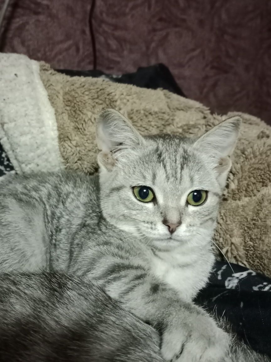 Отдам красивую кошечку