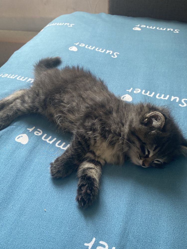 Котенка в хорошие руки
