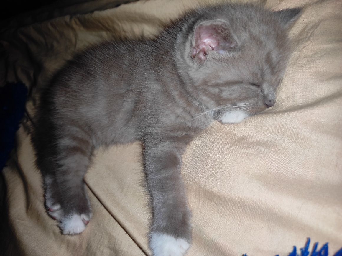 Котята очень игривые