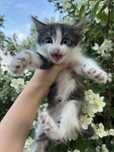 Отдам активного котенка