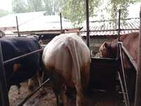 ПРОДАМ быков !!!