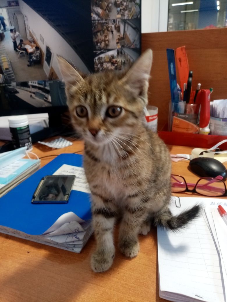 Отдам котёнка в добрые руки