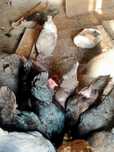 Продам домашних курей и петухов