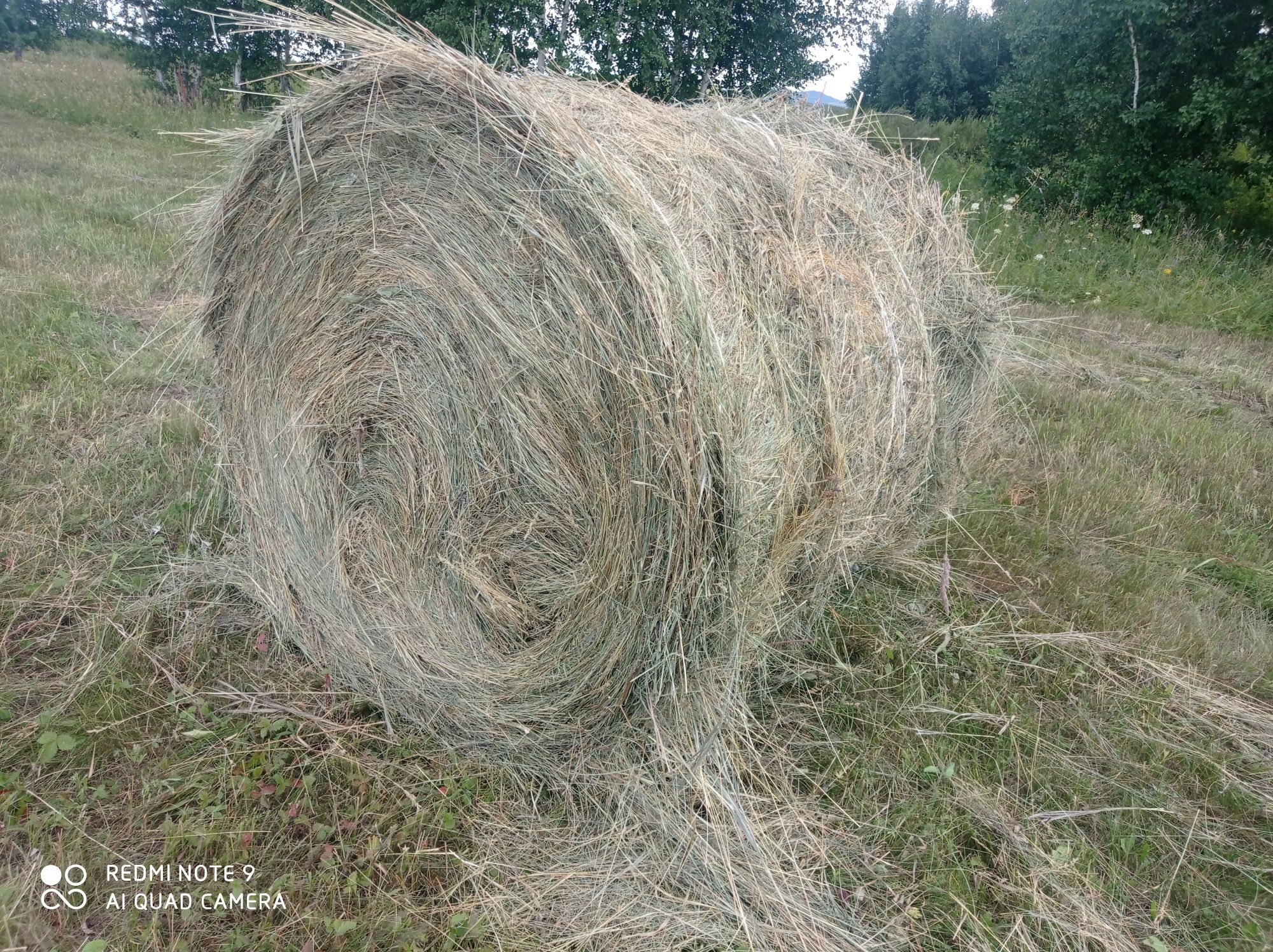 Продам продам сено