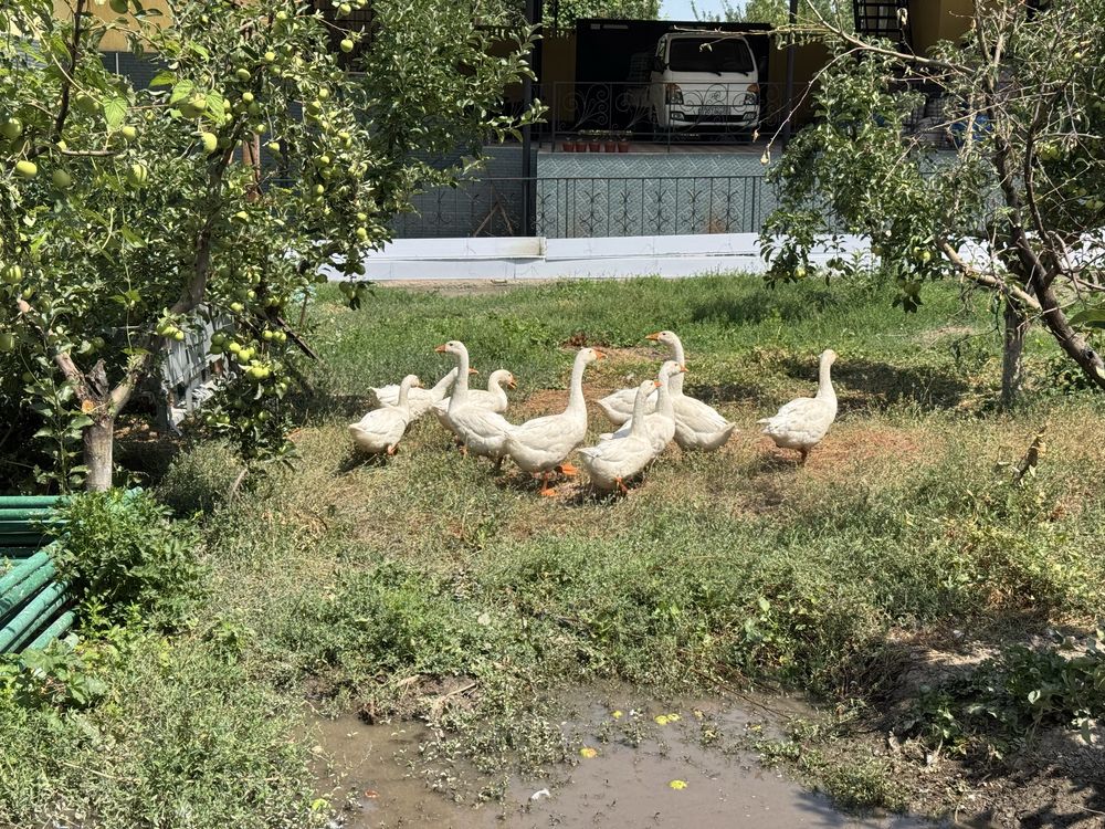 Продам гусей гусь гуси