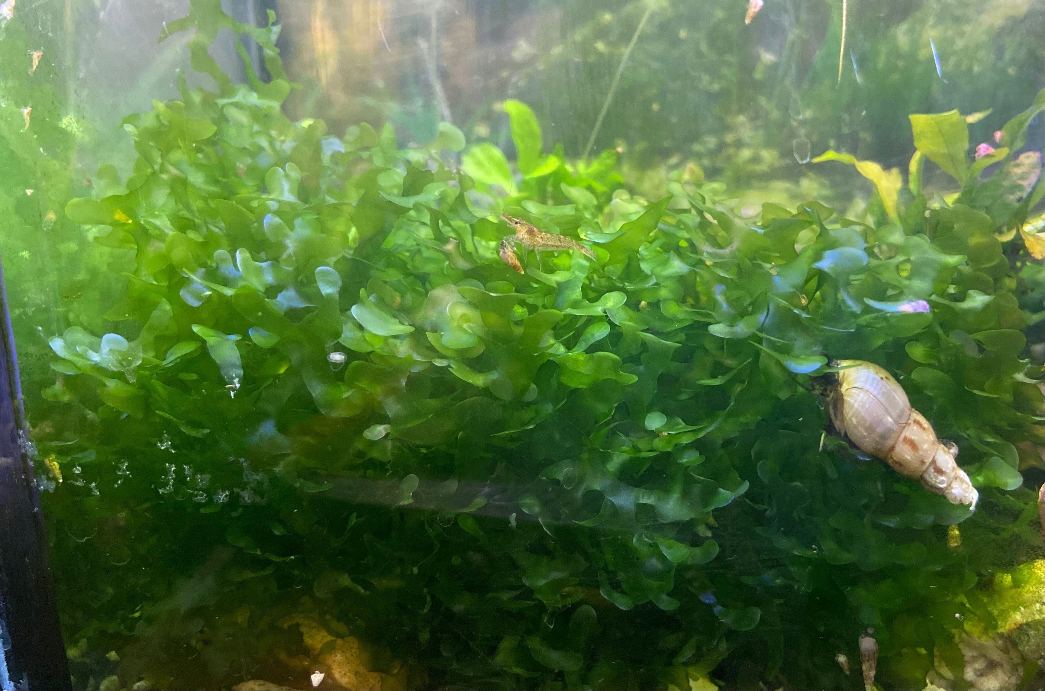 Аквариумное растение Ломариопсис линеата (Lomariopsis lineata)