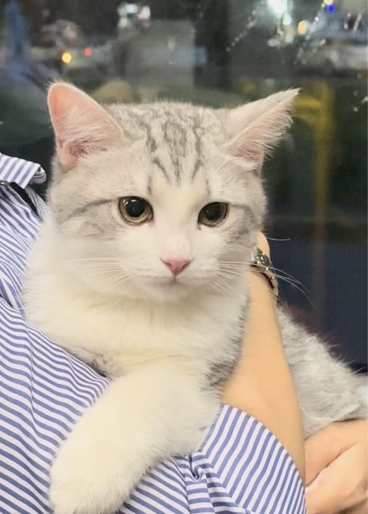 Продам моего милого 4-х месячного котенка мальчика в хорошие руки