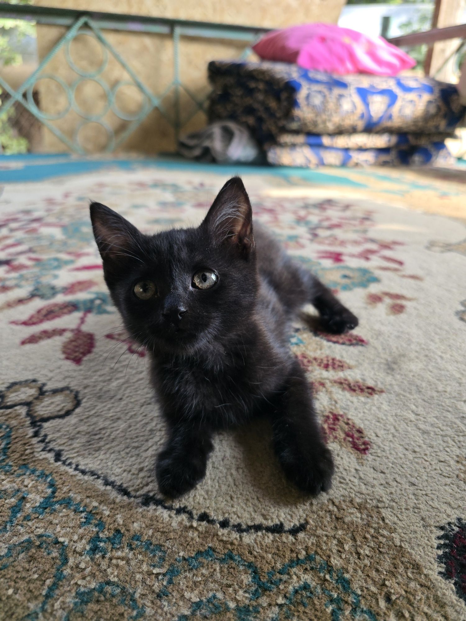 Отдам бесплатно котенка