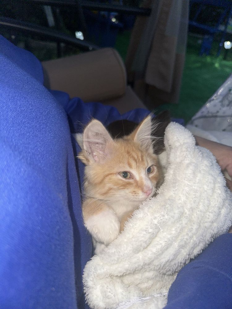 Чудесные котята ищат любящую семью
