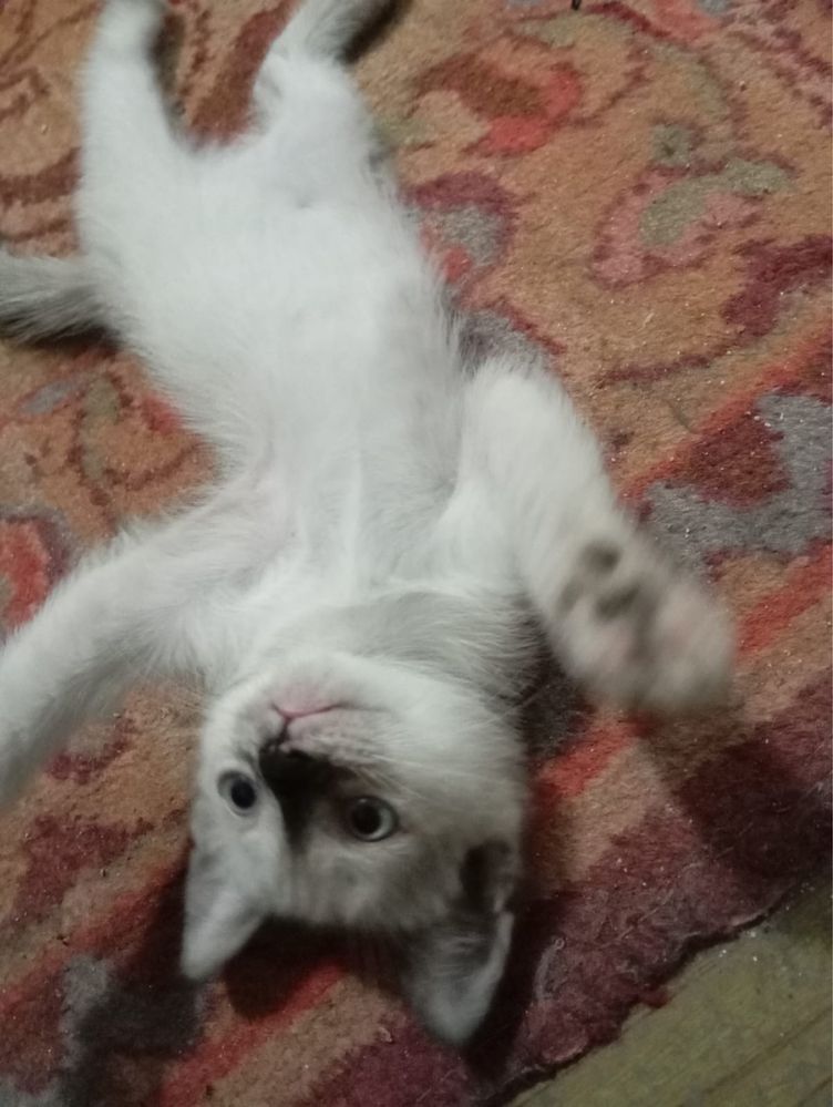 Отдам котят в хорошие руки